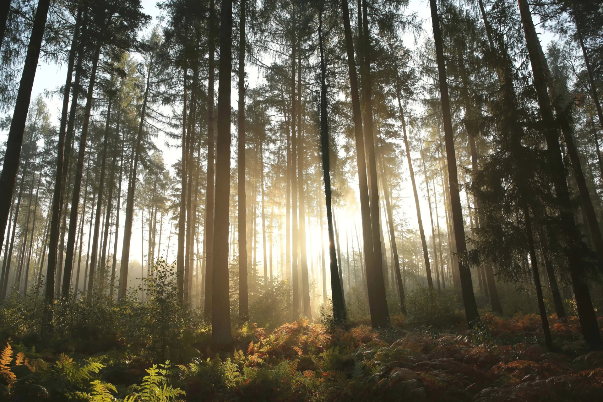 Unser Holz, Unser Wald