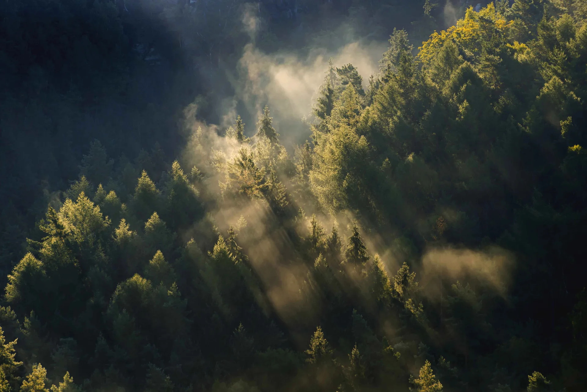 Zürioberland Wald