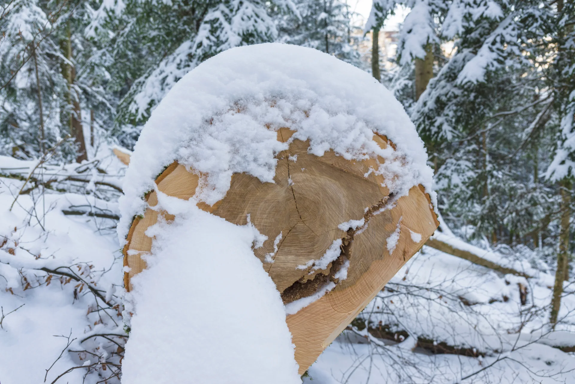 Mondholz bei Schnee