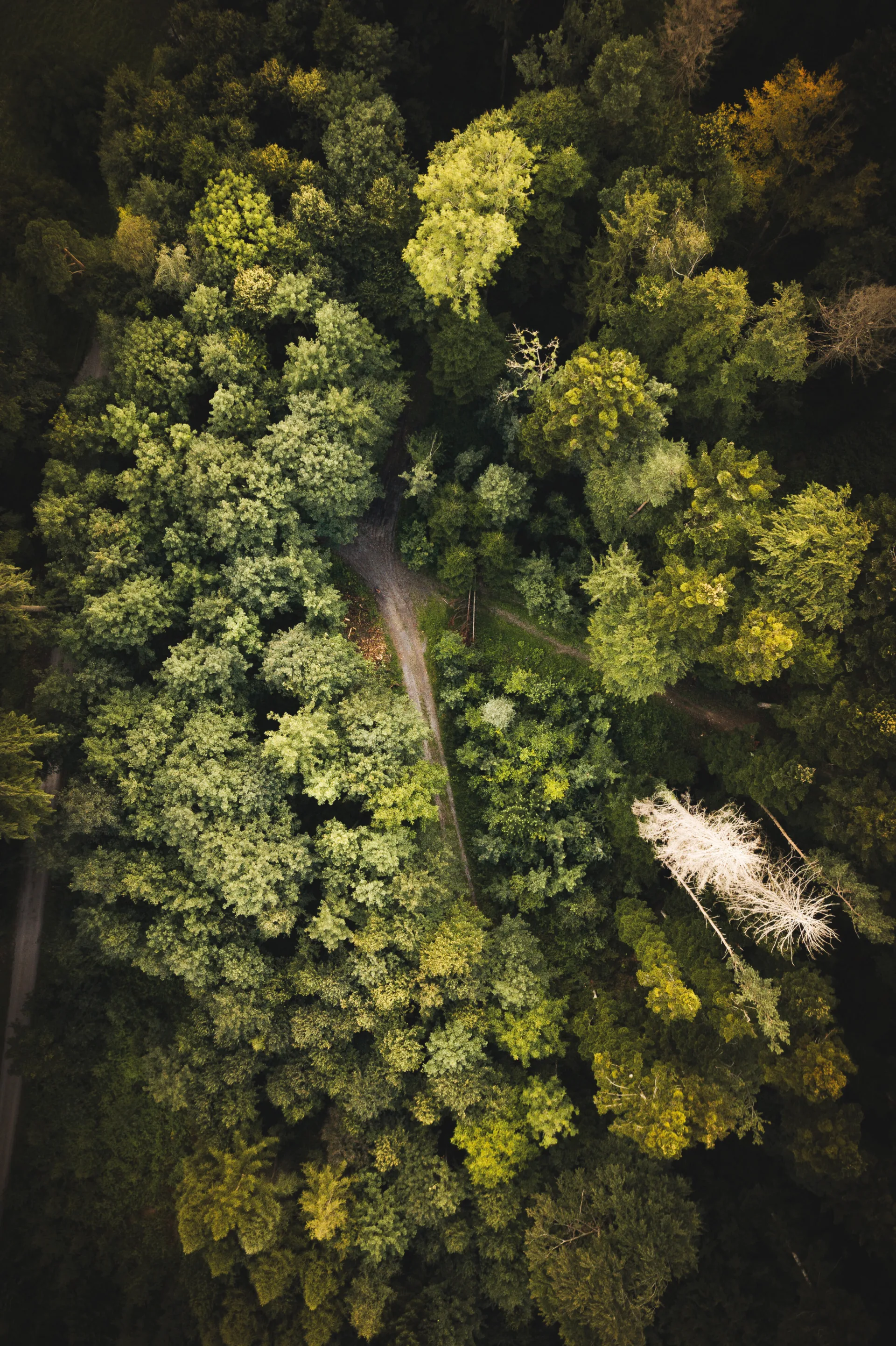 Wald Zürioberland